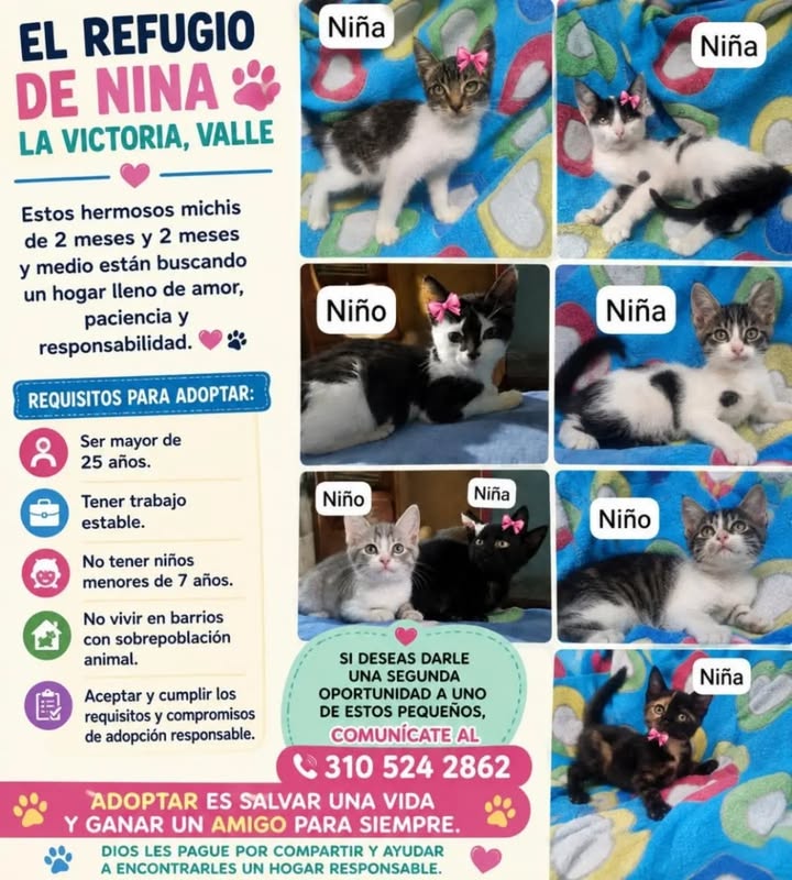 Adopción de gatitos machos y hembras en Risaralda, Pereira 