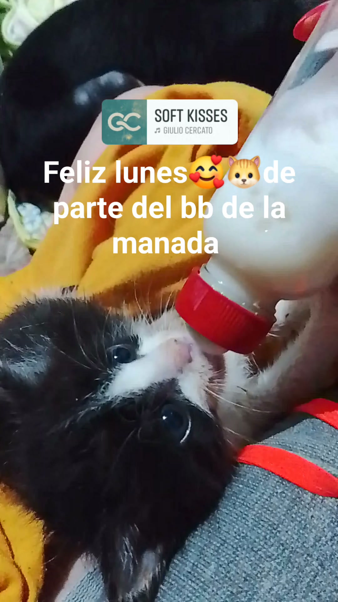 Gatito tierno de la mañana busca hogar 