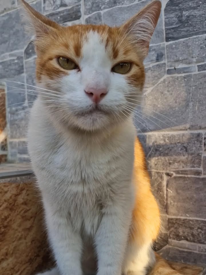 Gato abandonado en Pereira busca hogar 