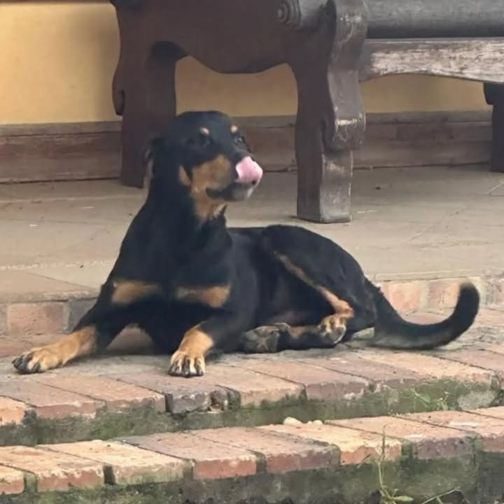 Perro busca hogar en Pereira, Risaralda 