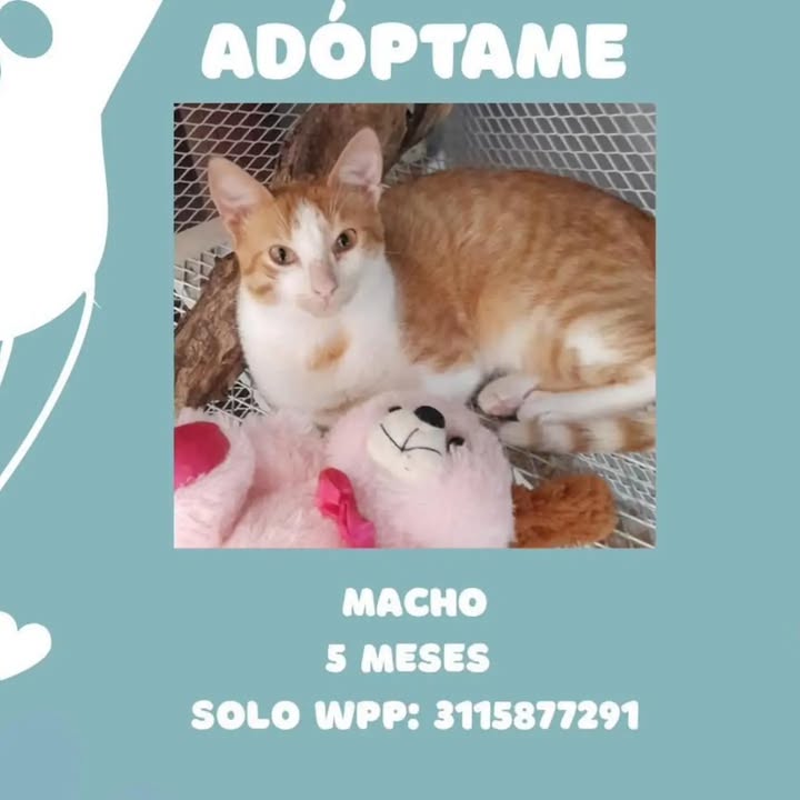 Gato Naranja y Blanco en Adopción en Pereira 