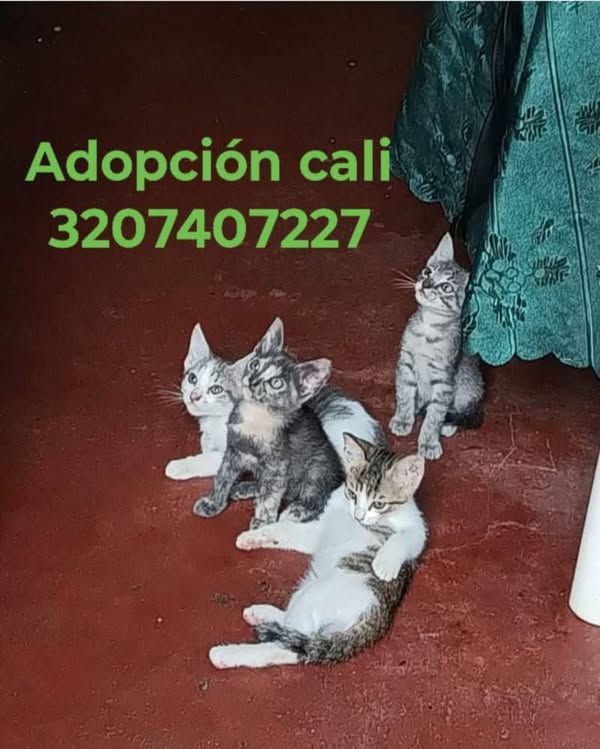 Adopción de gatitos en Cali 