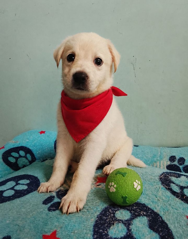 Cachorro blanco busca hogar en Neira, Caldas 