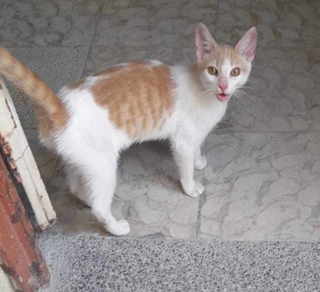 Gatica busca hogar responsable y amoroso 