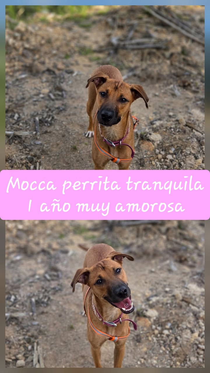 Adopta a Moca: perrita lista para un hogar para siempre en Armenia 
