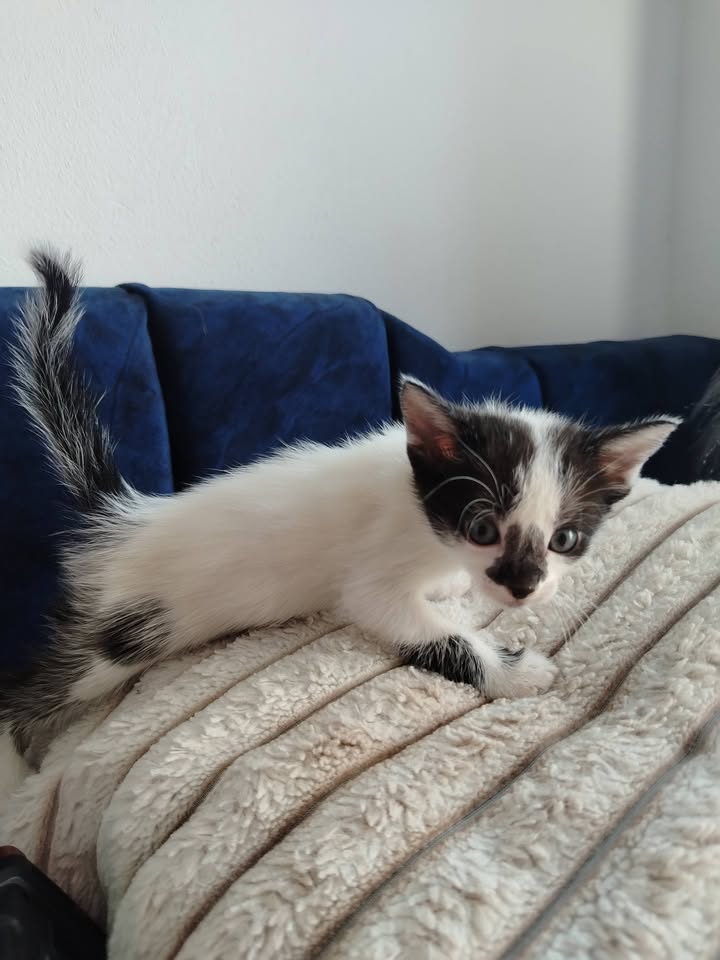 Adopción de Gatitos y Gatos en Bogotá 