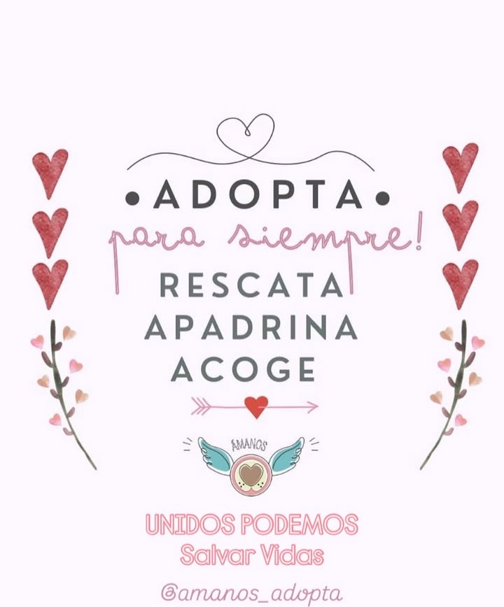 Gato negro en adopción en Bogotá 