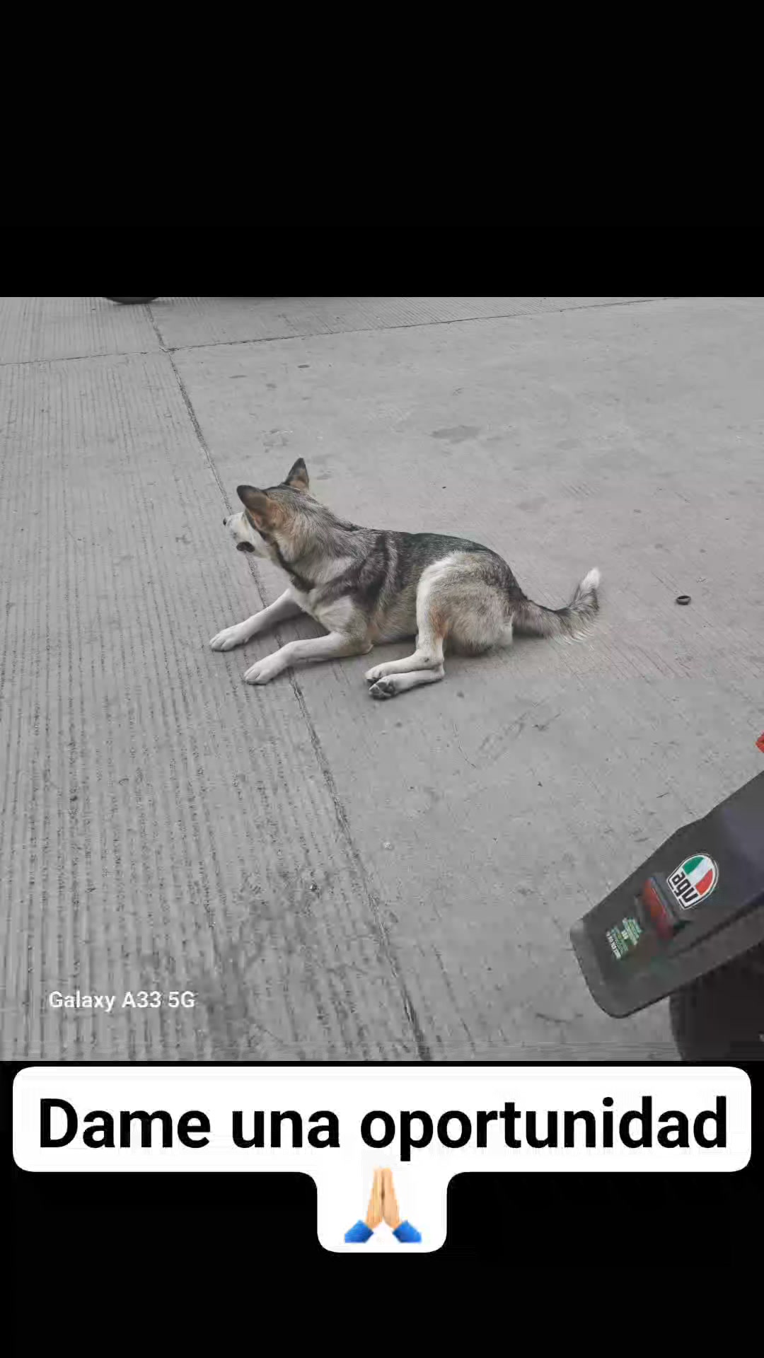 Perro en adopción en Amagá, Antioquia 