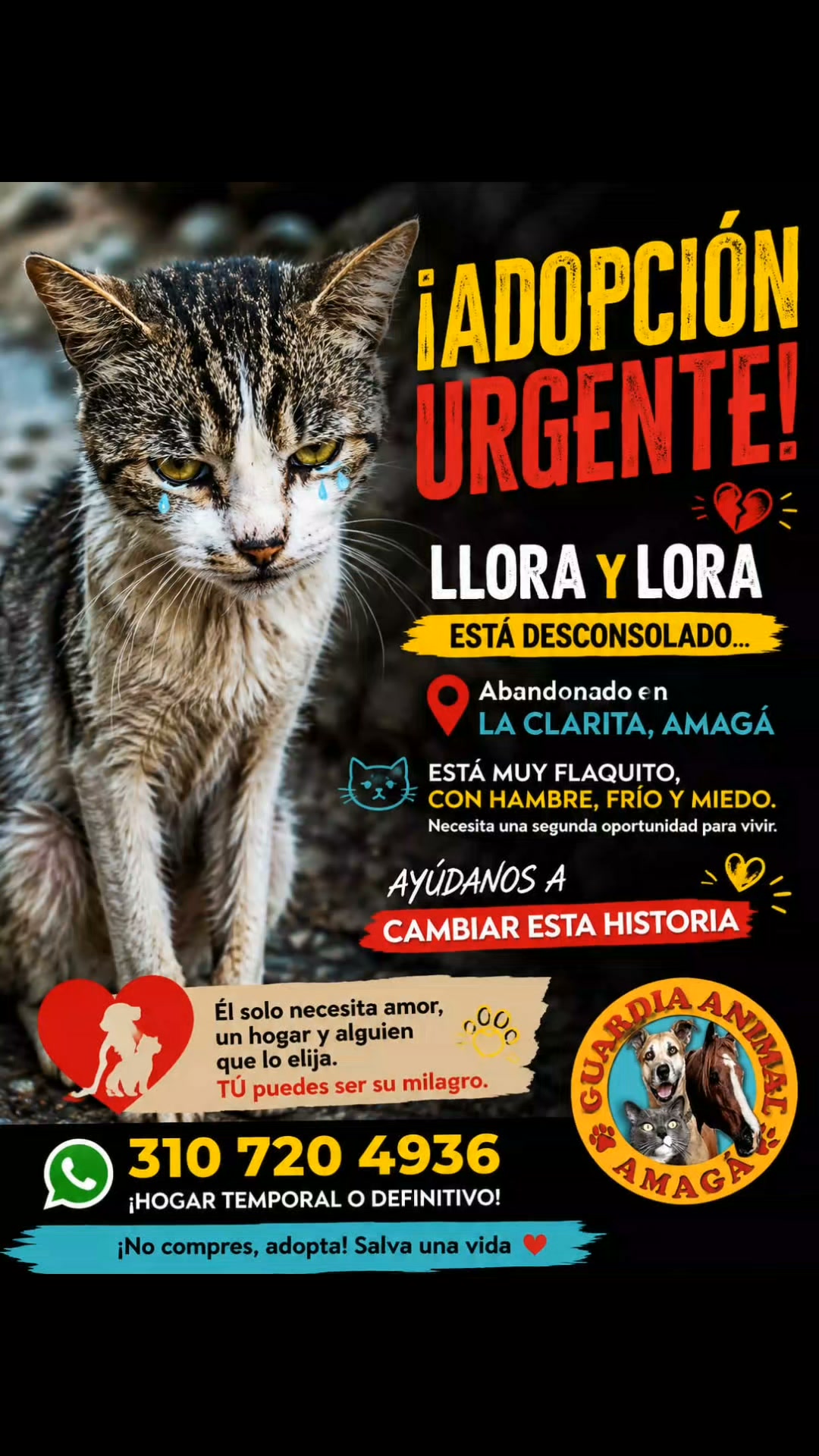 Gatito encontrado en Amagá, Antioquia, busca hogar 