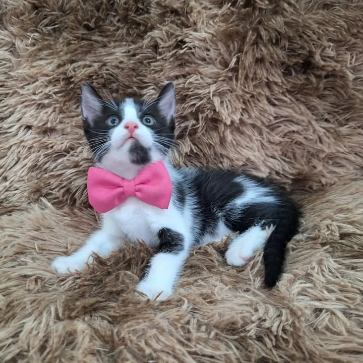 Gatitas en adopción en Pereira, Risaralda 