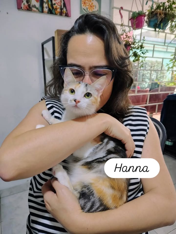 Gatos Tofu y Hanna en adopción responsable en Bogotá 