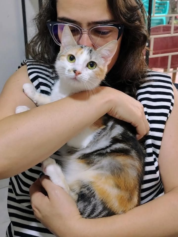Gatos Tofu y Hanna en adopción responsable en Bogotá 