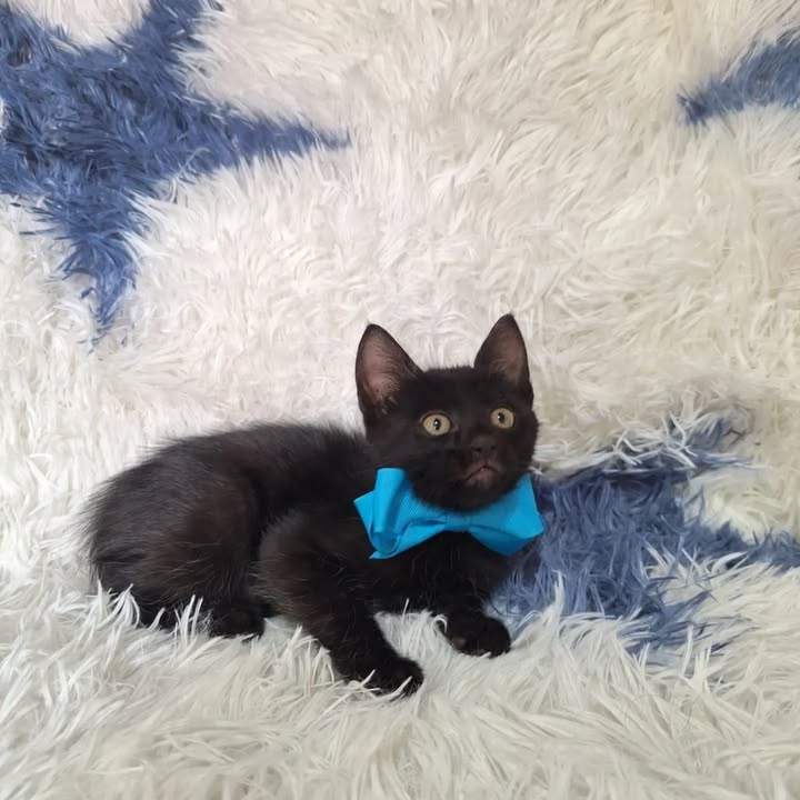 Adopción de gatitos rescatados del abandono en Pereira 