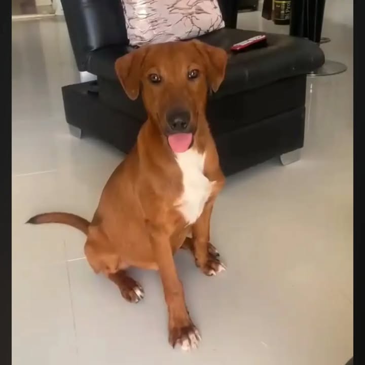 Cachorro de 5 meses busca hogar en Pereira, Risaralda 