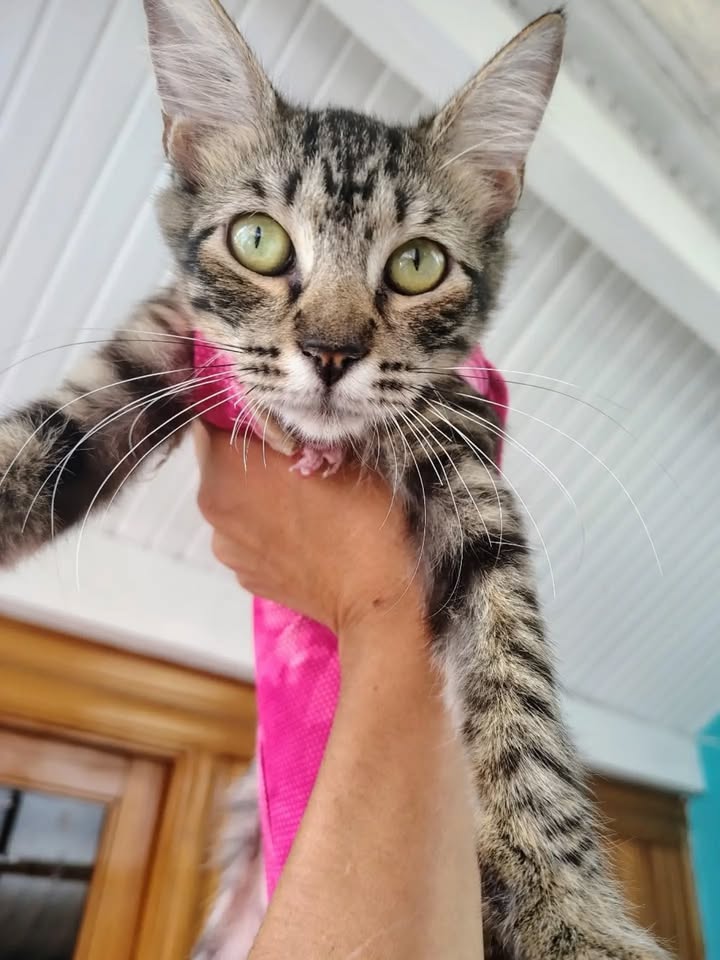 Adorable gatita Gema lista para adopción en Bogotá 