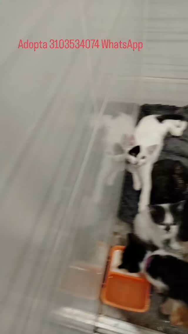 Gatitos en adopción en Bogotá 