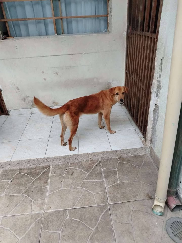 Adopción Urgente Perros en Tuluá, Valle 