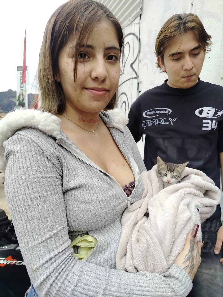 Adopción gatitos responsables y comprometidos en Bogotá 