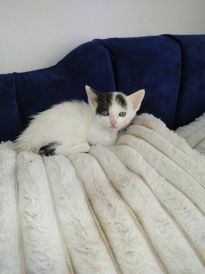 Adopción de Gatitos y Gatos en Bogotá 