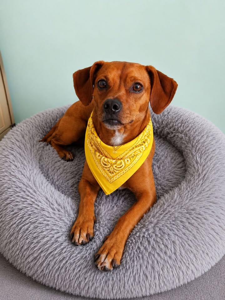 Perro marrón en Neira, Caldas, busca hogar 
