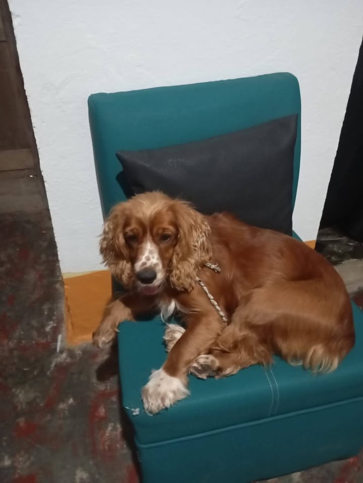 Max necesita un hogar de paso o definitivo en Amagá, Antioquia 