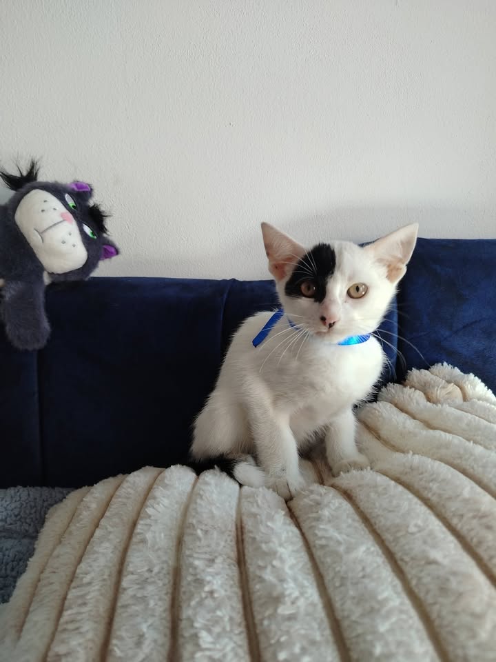 Adopción de Gatitos y Gatos en Bogotá 