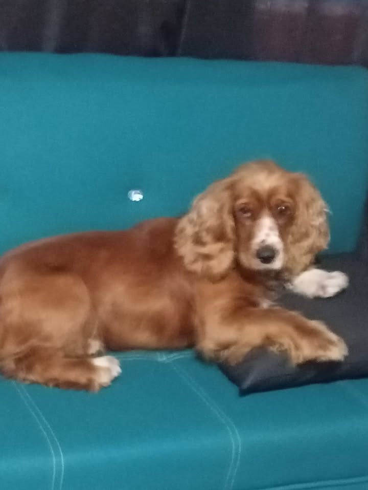Max necesita un hogar de paso o definitivo en Amagá, Antioquia 