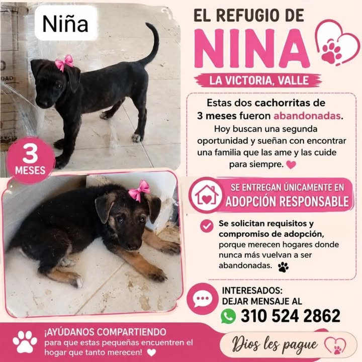 Cachorritas en adopción en Pereira, Risaralda 