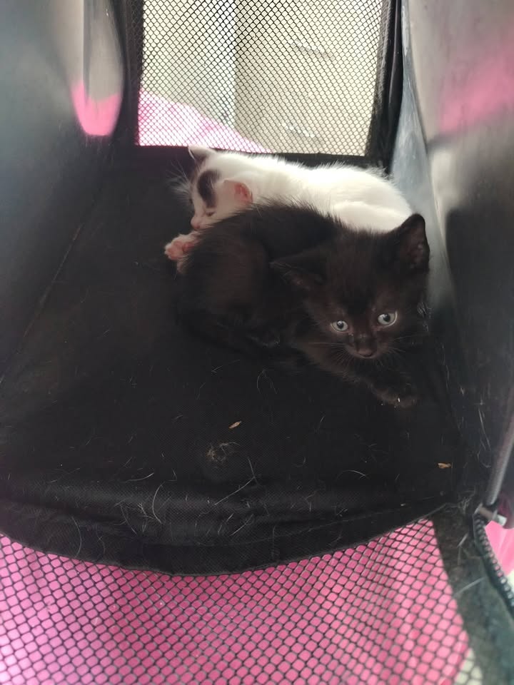 Adopción de Gatitos y Gatos en Bogotá 
