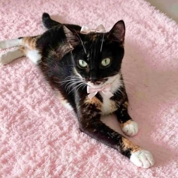 Gatita en adopción en Pereira 