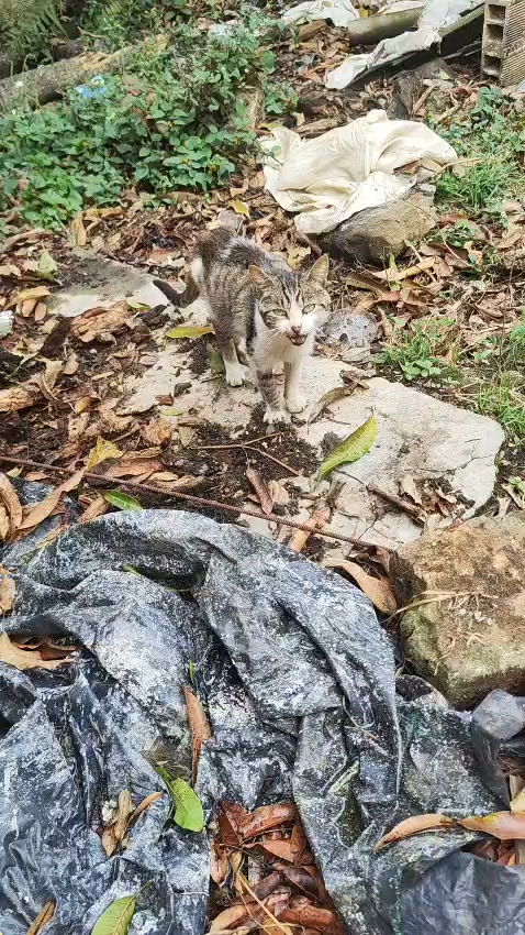 Gatito encontrado en Amagá, Antioquia 
