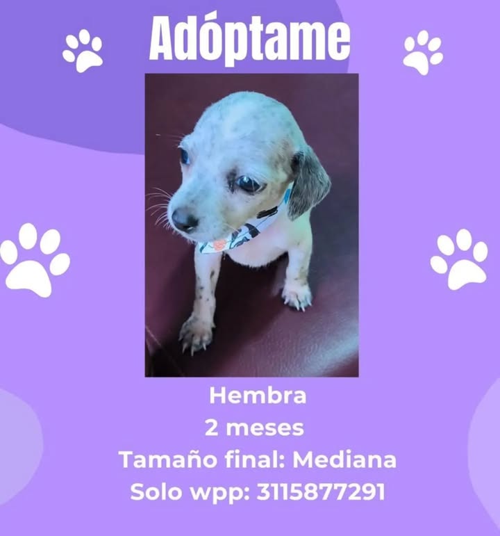 Cachorro en adopción en Pereira 