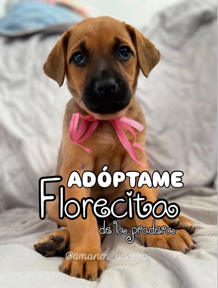Cachorros en Adopción en Bogotá 