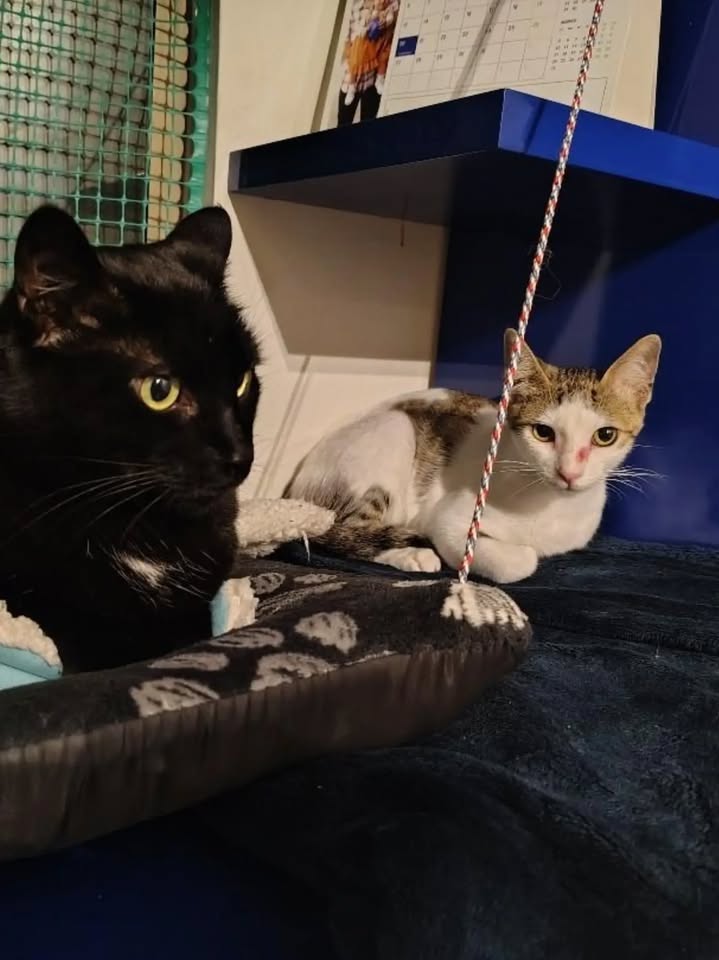 Gatos Tofu y Hanna en adopción responsable en Bogotá 