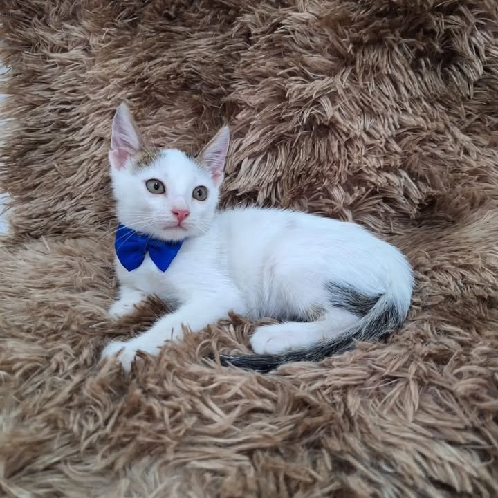 Adopción de gatitos rescatados del abandono en Pereira 