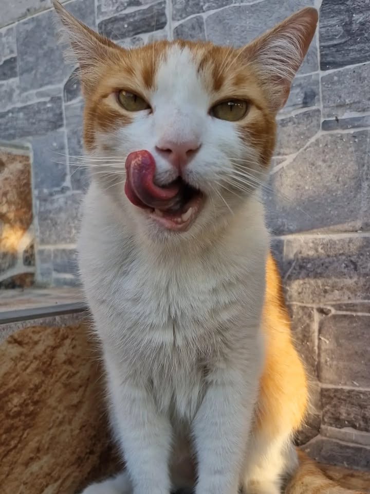 Gato abandonado en Pereira busca hogar 