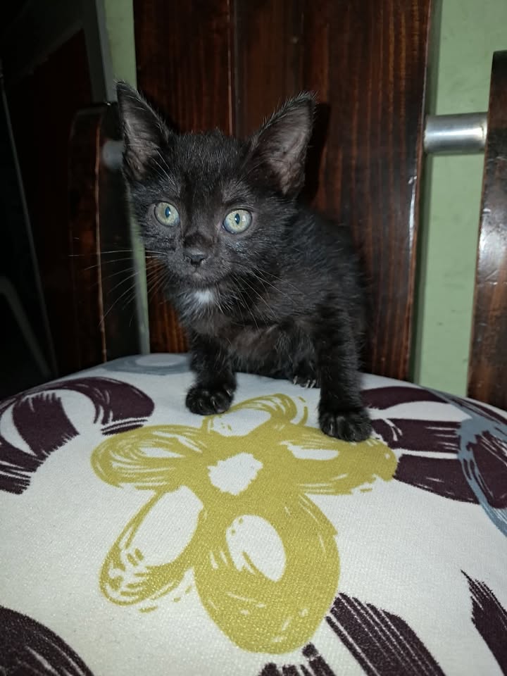 Gatita para adopción responsable en Tuluá, Valle 