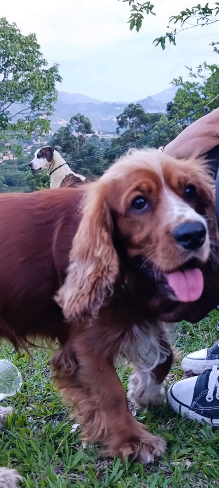 Max necesita un hogar de paso o definitivo en Amagá, Antioquia 