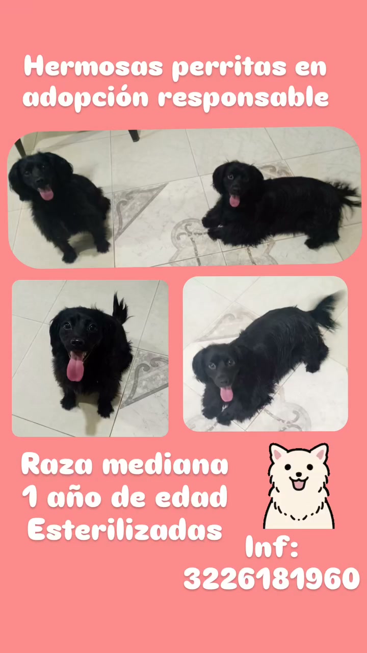 Hermosas perritas en adopción responsable en Tuluá 