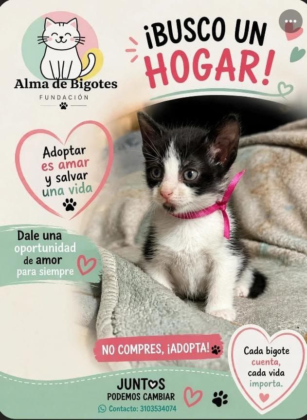 Adopta un gatito: ¡Busco un hogar! 