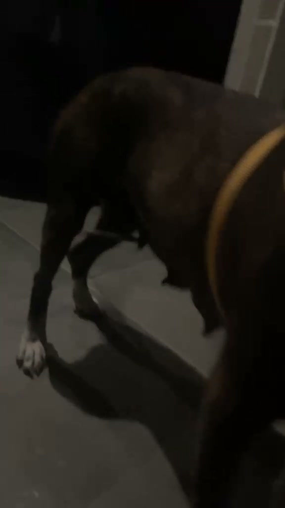 Perra lactando encontrada en Tuluá 