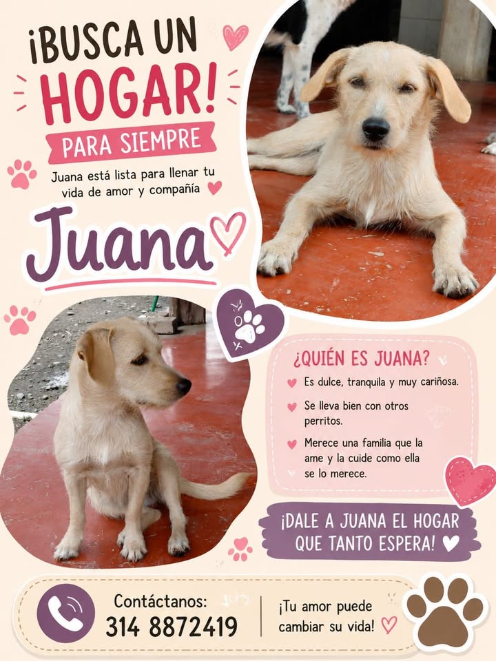 Juana busca hogar para siempre en Tuluá 