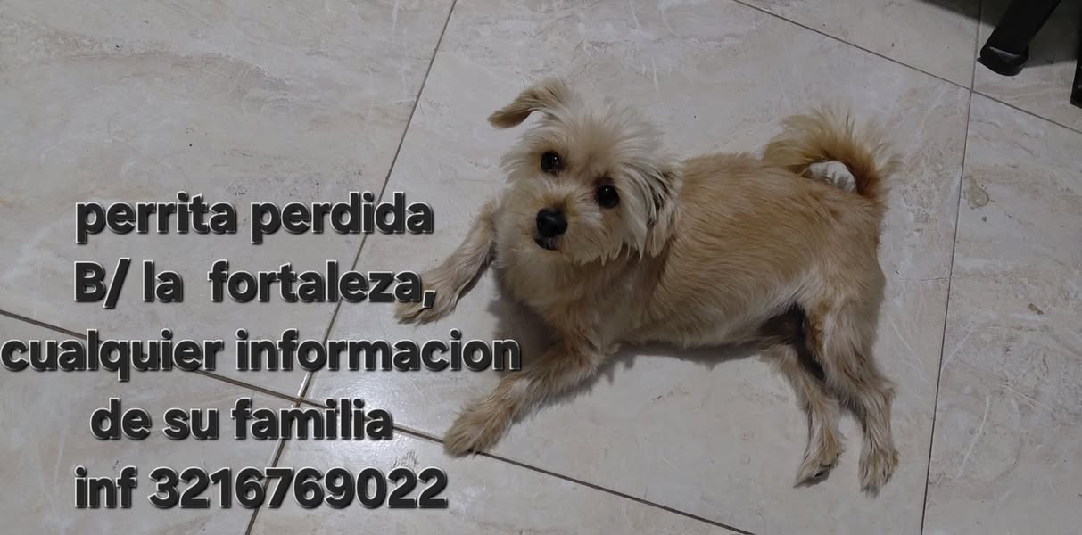 Perrita encontrada en Cali 