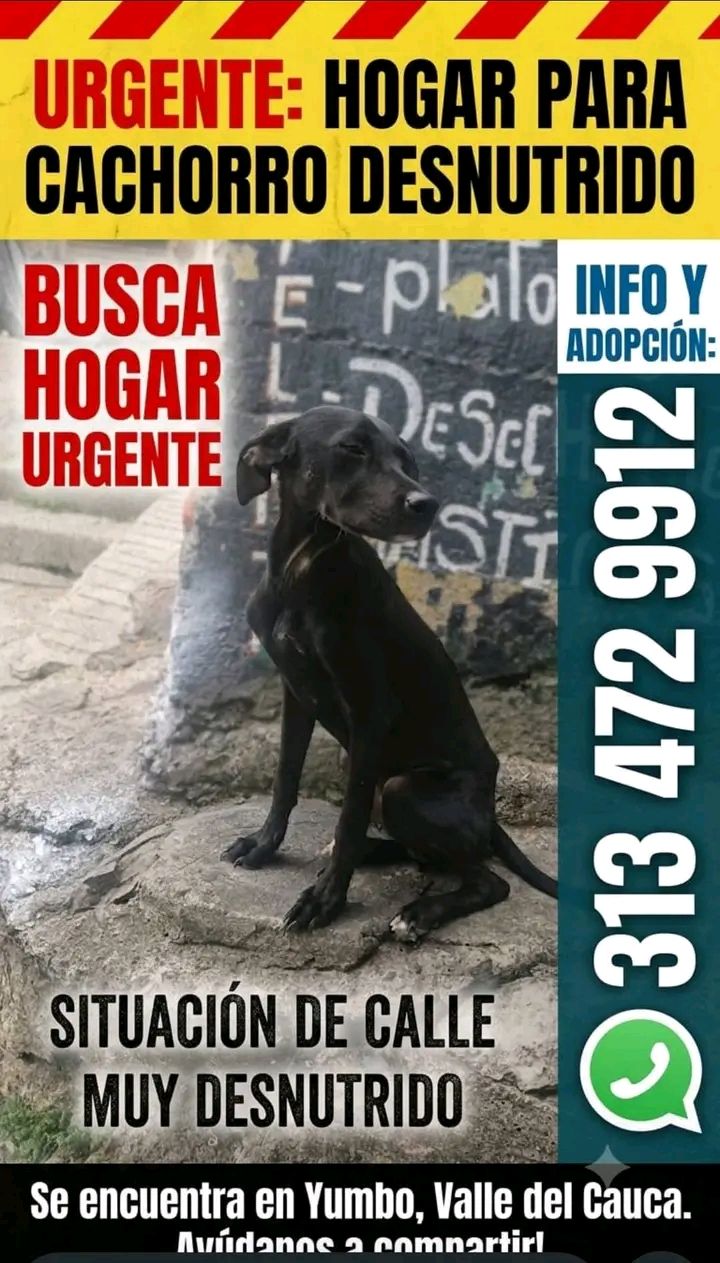 Urgente: Hogar para cachorro desnutrido en Tuluá 