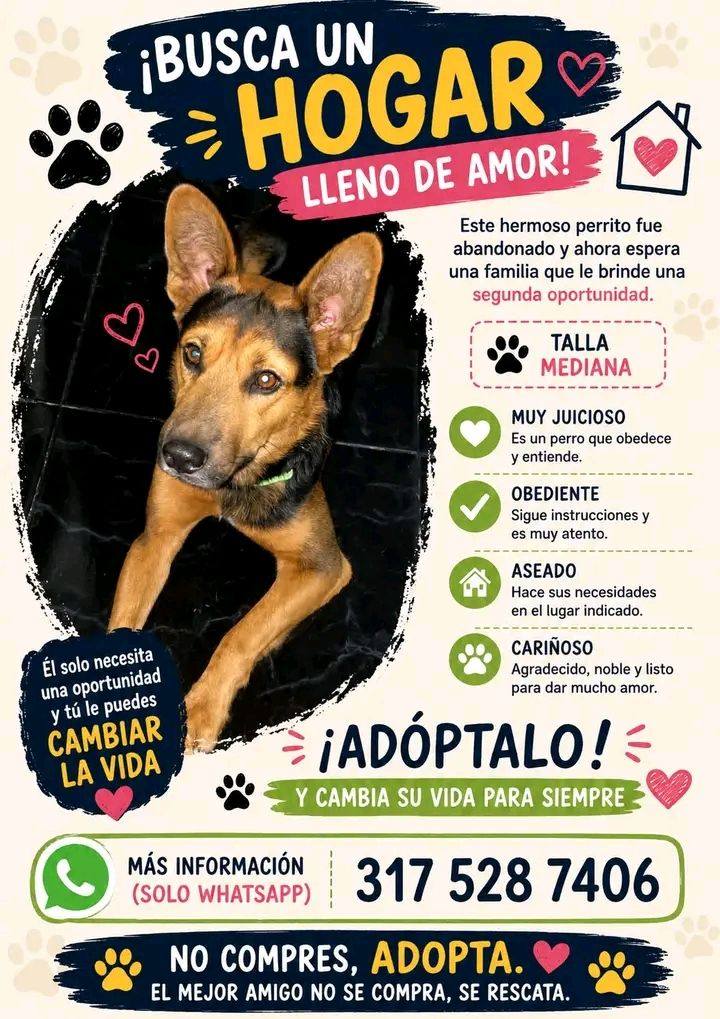 Perro en adopción en Tuluá, Valle 
