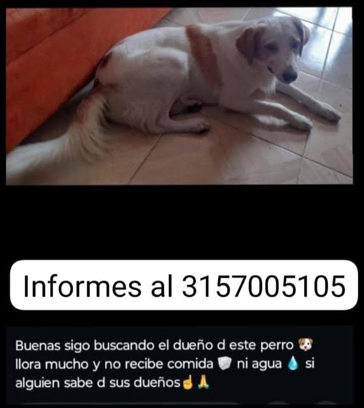 Perrito encontrado en Tuluá, Valle 