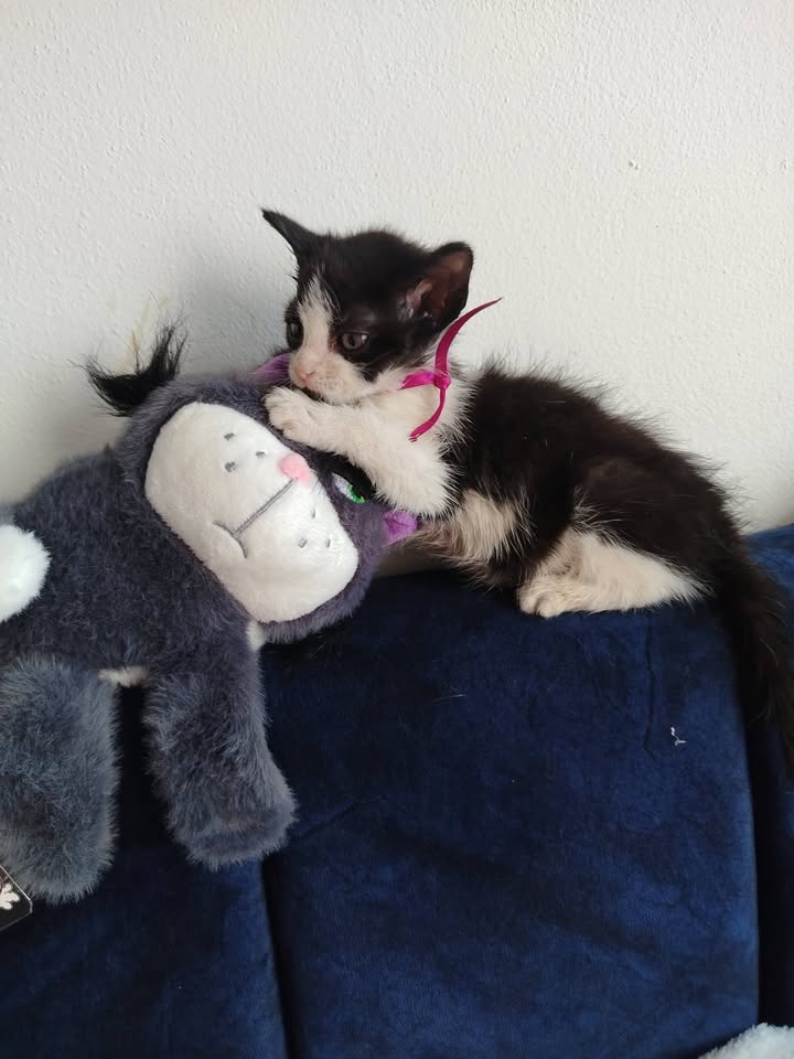 Adopción de Gatitos y Gatos en Bogotá 