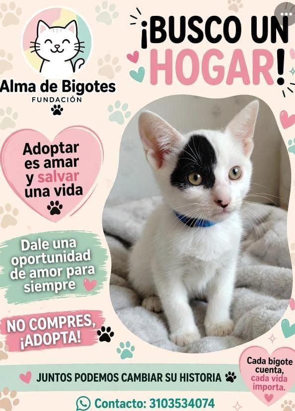 Gatito busca hogar en adopción en Bogotá 
