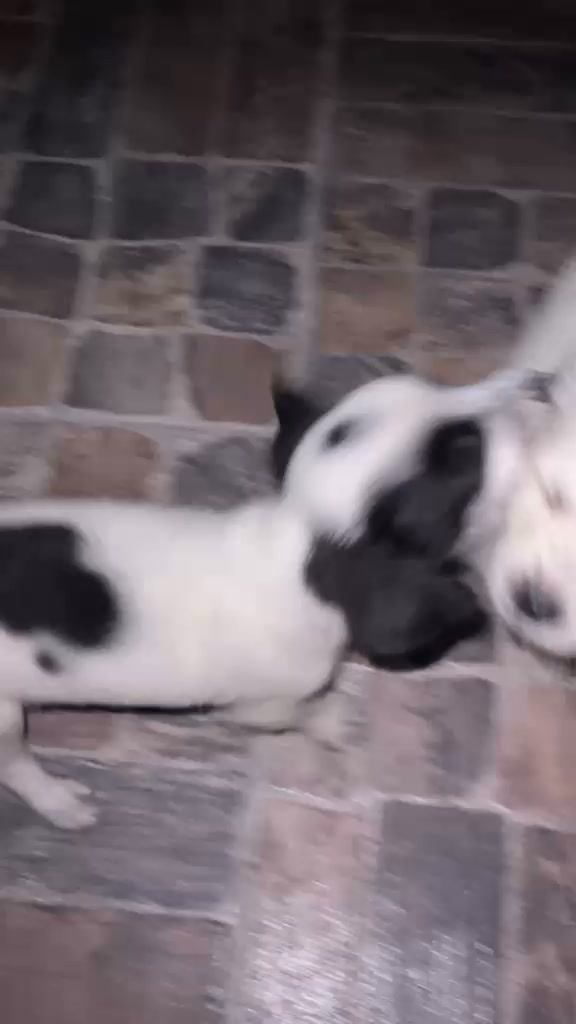 Adopción de cachorros en Tuluá, Valle 
