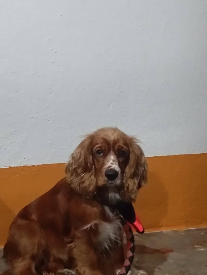 Max necesita un hogar de paso o definitivo en Amagá, Antioquia 